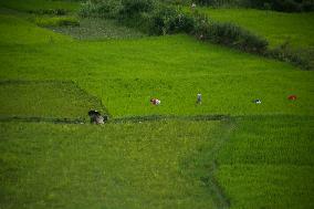 Nepali Farmers on field
